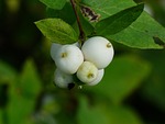 common snowberry, berries, white