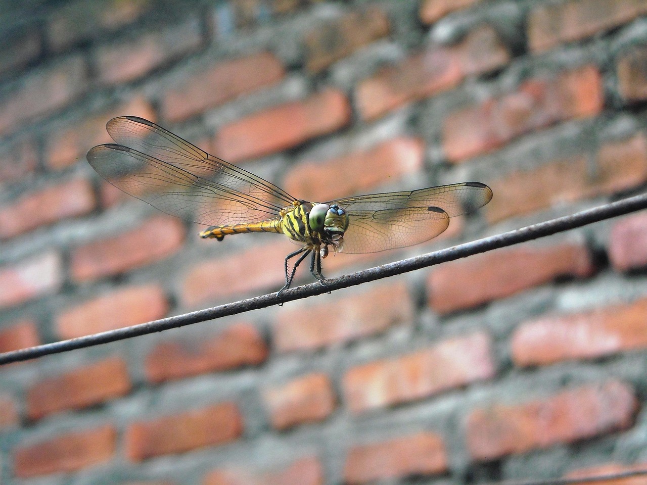 Dragonfly Eat Insect Free photo on Pixabay Pixabay