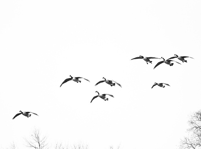 free photo geese birds birds flying free image on free photo geese birds birds flying free image on