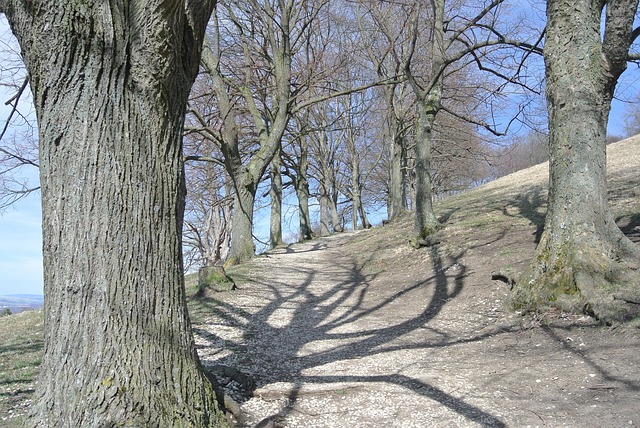 Free Forest Green photo and picture