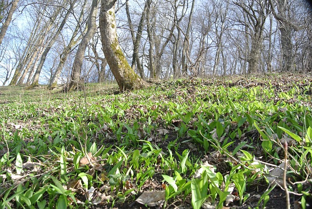 Free Forest Floor Forest photo and picture