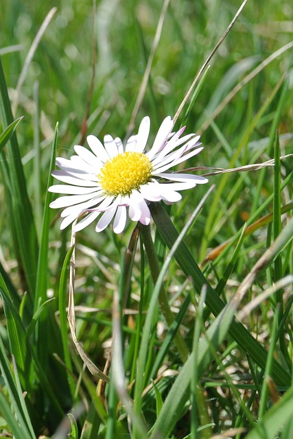Free Daisy Beautiful Flowers photo and picture