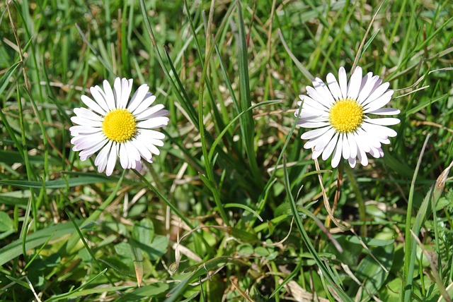 Free Daisy Flower Meadow photo and picture