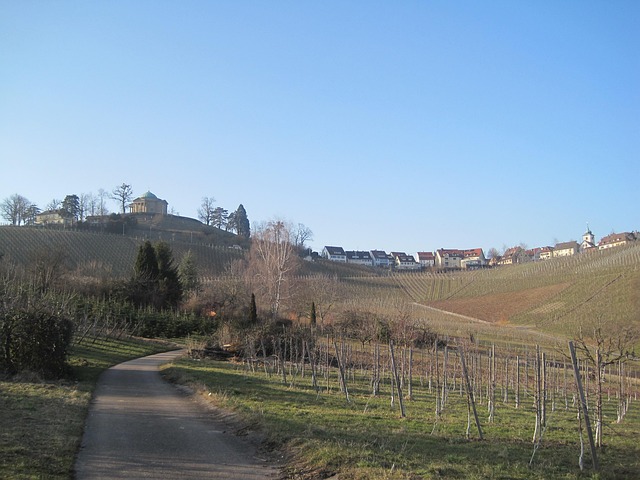 Free Vineyards Fall photo and picture