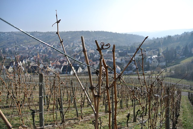 Free Vineyards Grapevines photo and picture