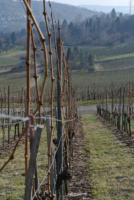Free Vineyards Grapevines photo and picture