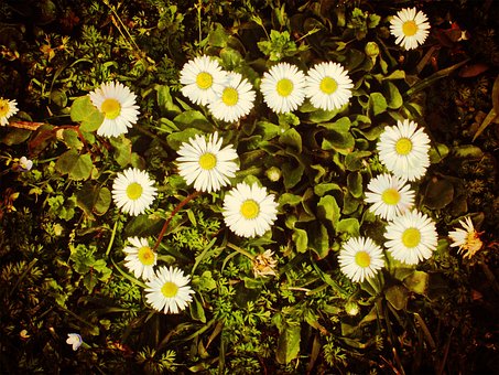 Margarida, Natureza, Área Verde, Flor