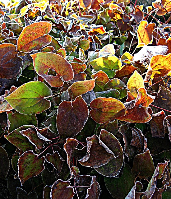 Free Morning Hour Epimedium photo and picture