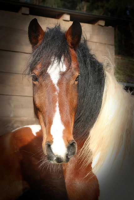 Free Maddox Foal photo and picture