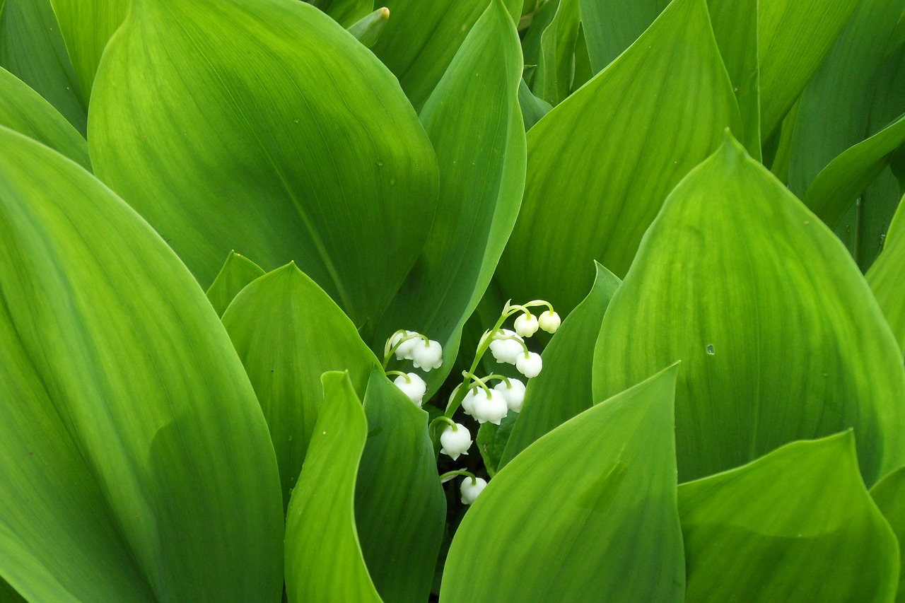 Lily Of The Valley Flower Blossom Free photo on Pixabay Pixabay