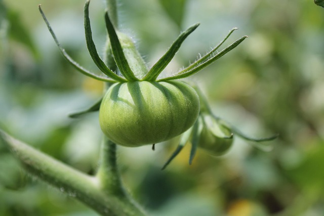 Free Green Tomato photo and picture