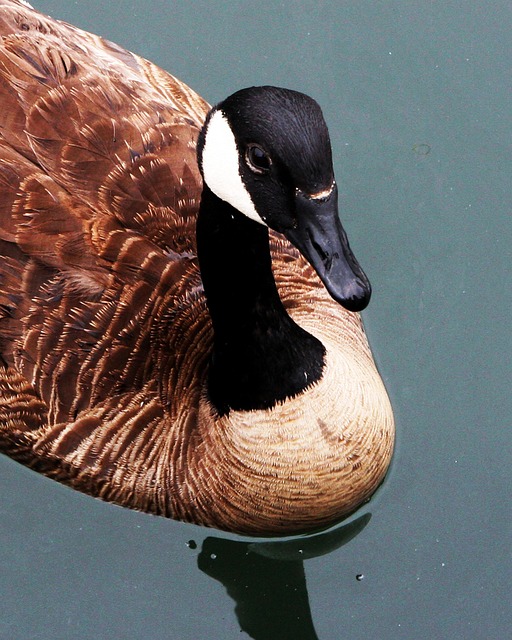 Free Goose Canadian photo and picture