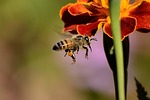bee, sting, honey bee