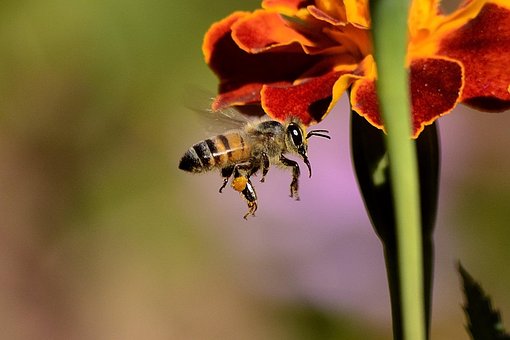 Bee, Sting, Honingbij, Vleugels, Honing