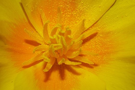 Macro, Bloesem, Gouden Ogen