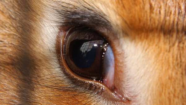 Oog, Dichtbij, Ogen, Bruin, Dier, Hoofd