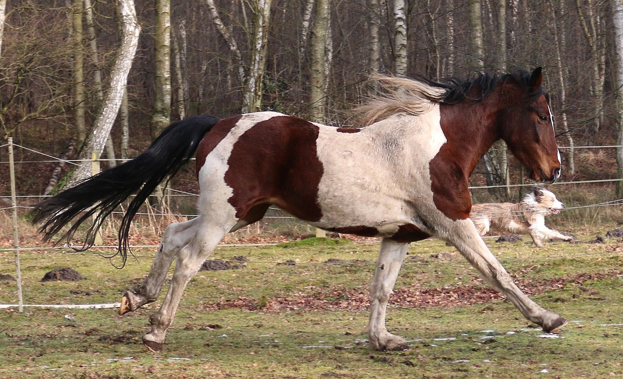 Horse - free online jigsaw puzzle photo