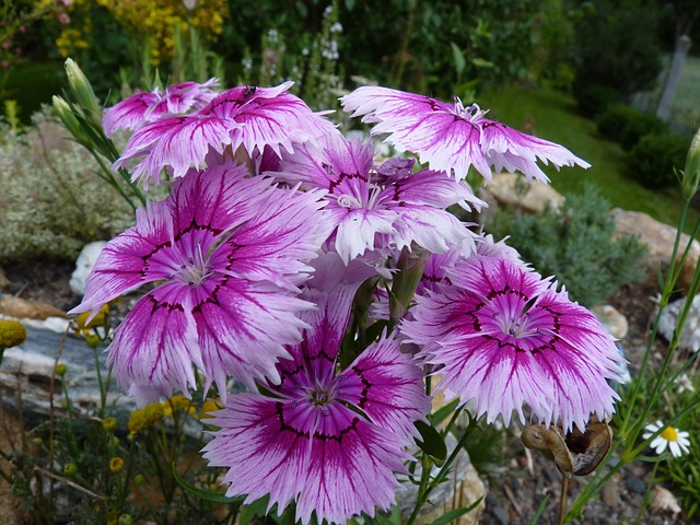Free Blossoms Clove photo and picture