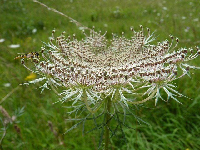 Free Umbel Insect photo and picture