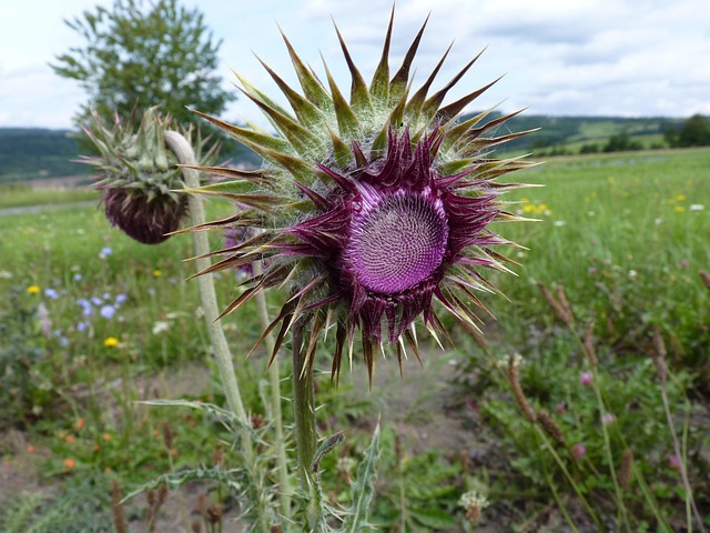 Free Thistle Purple photo and picture