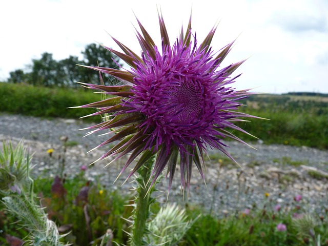 Free Thistle Purple photo and picture