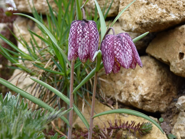 Free Chequered Fritillaria Meleagris photo and picture