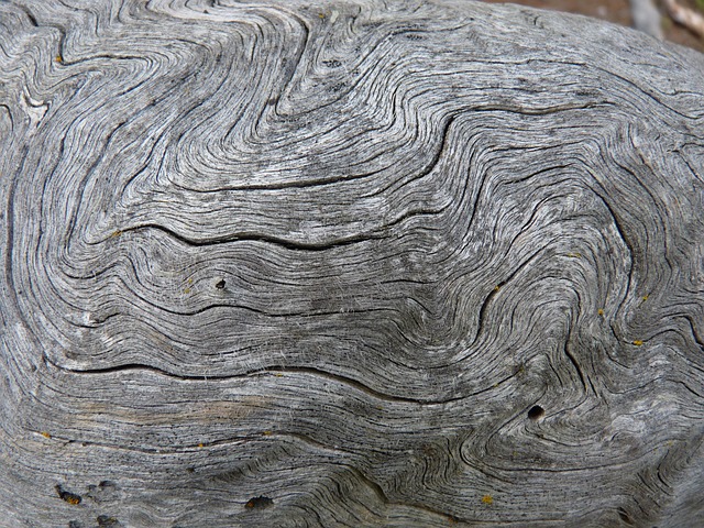 Free Annual Rings Wood photo and picture