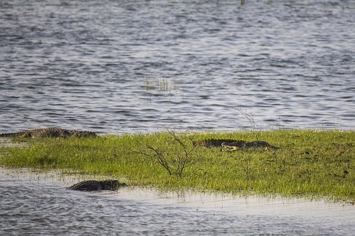 Crocodili, Aligatori, Reptila, Apă