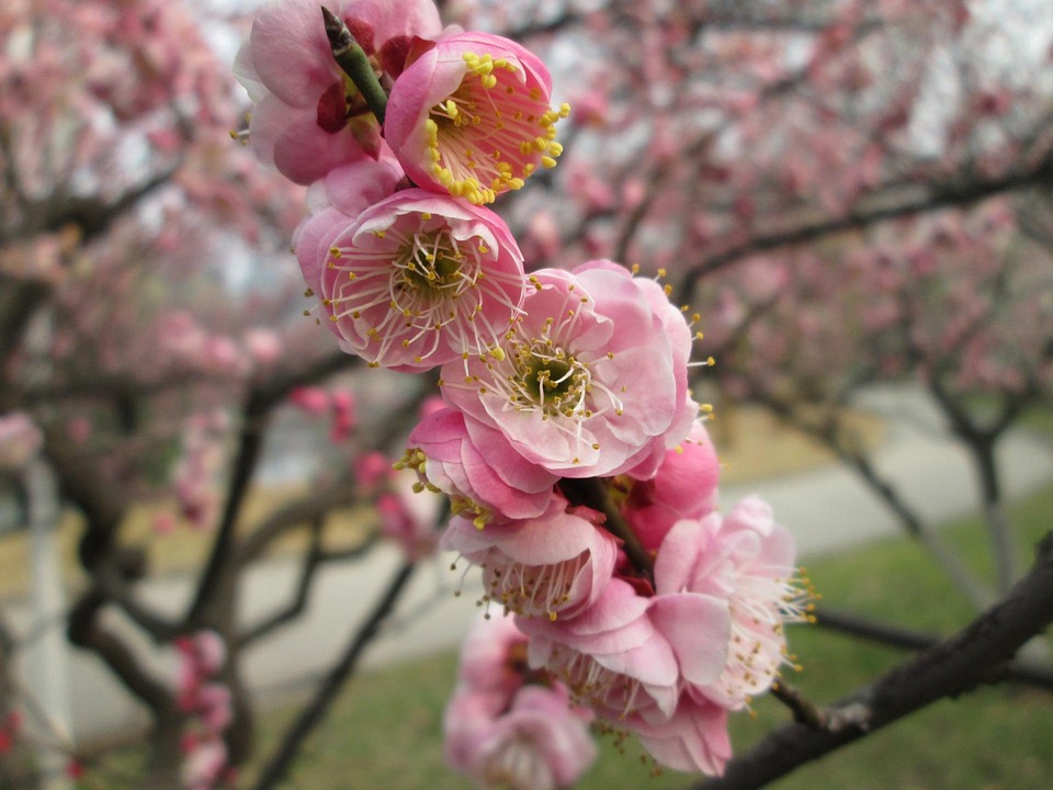 Plum Garden Qingshan Park Free photo on Pixabay Pixabay
