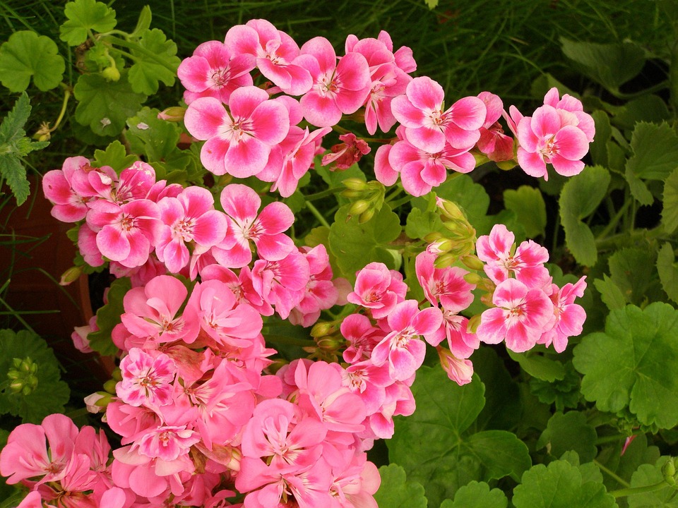 Flowers Geranium Plant - Free photo on Pixabay - Pixabay
