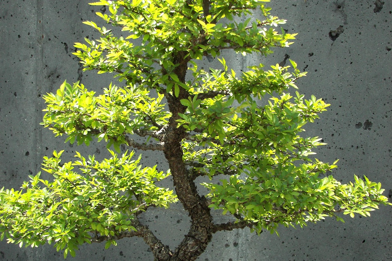 Bonsai Baum Klein - Kostenloses Foto auf Pixabay