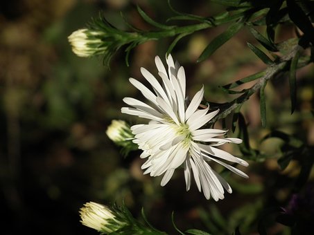 Blomst, Krysantemum, Hvid
