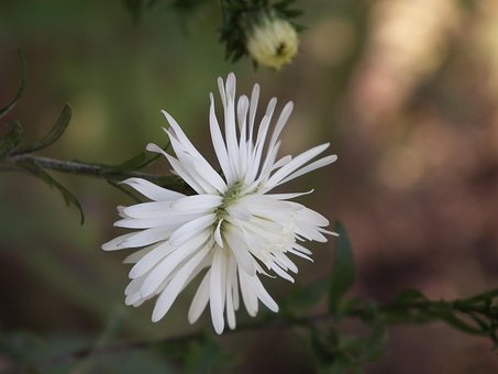 Blomst, Krysantemum, Hvid