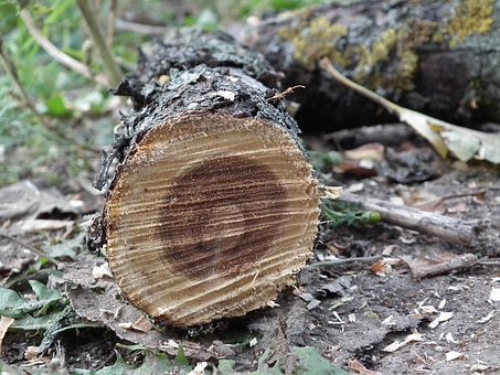 Afdeling, Brænde, Træ, Log, Brun, Natur