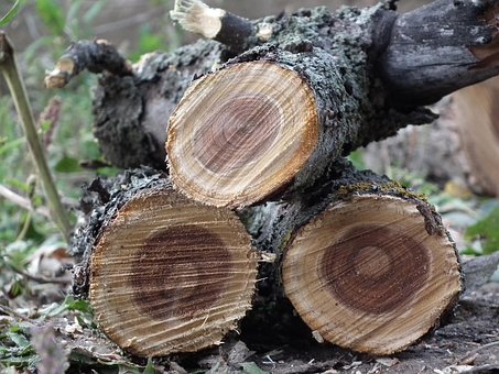 Afdeling, Brænde, Træ, Log, Natur, Brun