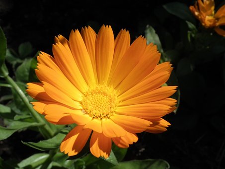 Blomst, Orange, Morgenfrue, Lyse