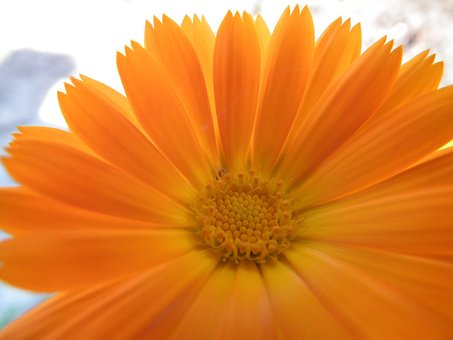 Blomst, Orange, Morgenfrue, Lyse