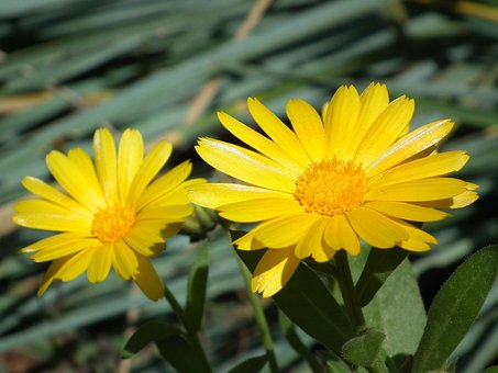 Blomst, Gul, Morgenfrue, Lyse
