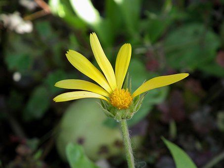 Blomst, Gul, Morgenfrue, Lyse