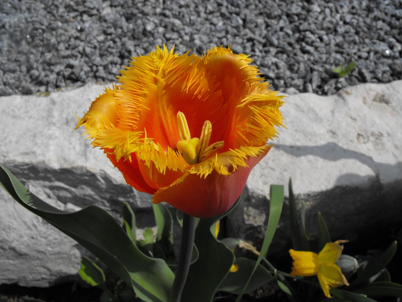  Foto zu Tulpe Geflammt Frühling - Kostenloses Foto auf Pixabay - Pixabay 