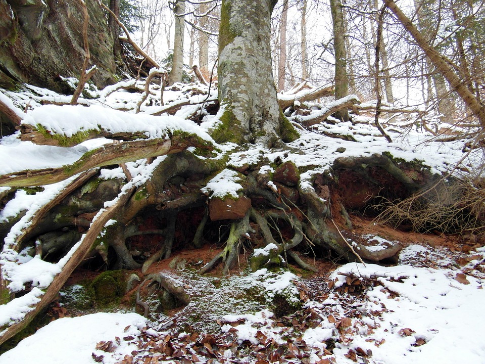 Snowy Tree Roots Root Winter Snow - Free photo on Pixabay