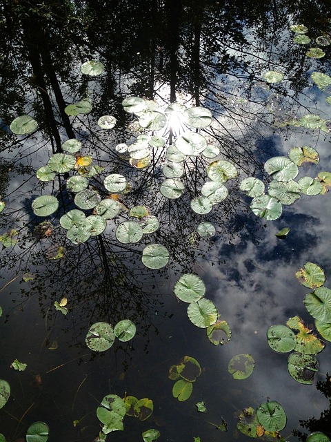 Free Lily Pad Pond Plant photo and picture