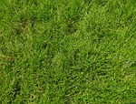 grasses, greenery, meadows