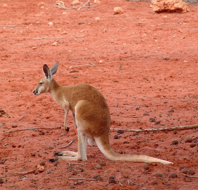 Free Kangaroo Red photo and picture