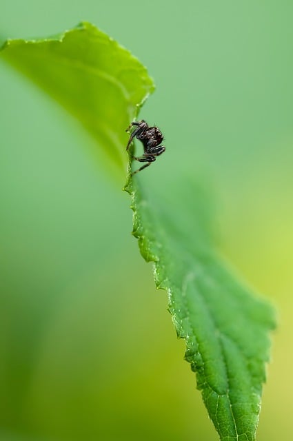 Download free HD stock image of Jumping Spider Spider Free jumping spider spider insect illustration