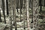 trees, forest, trunks