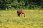 horse, ride, reiter