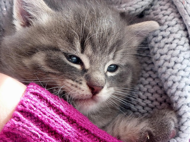 Free Cat Pus photo and picture