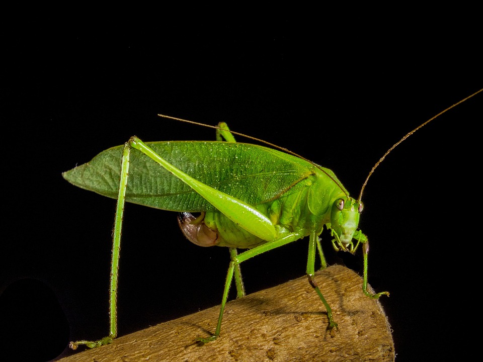 Grasshopper Insect Close Up - Free photo on Pixabay