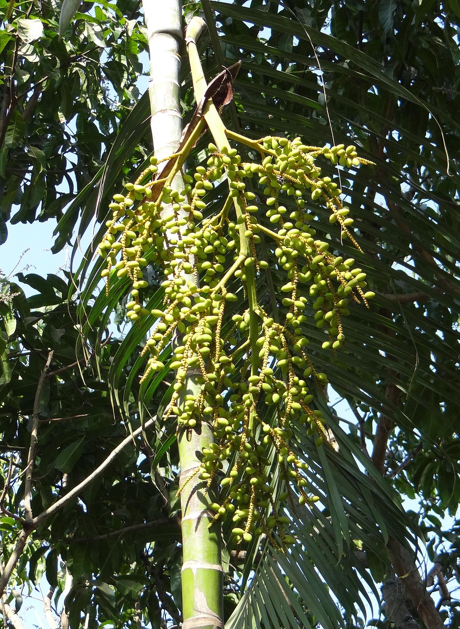 Palm Bamboo Ornamental - Free photo on Pixabay - Pixabay